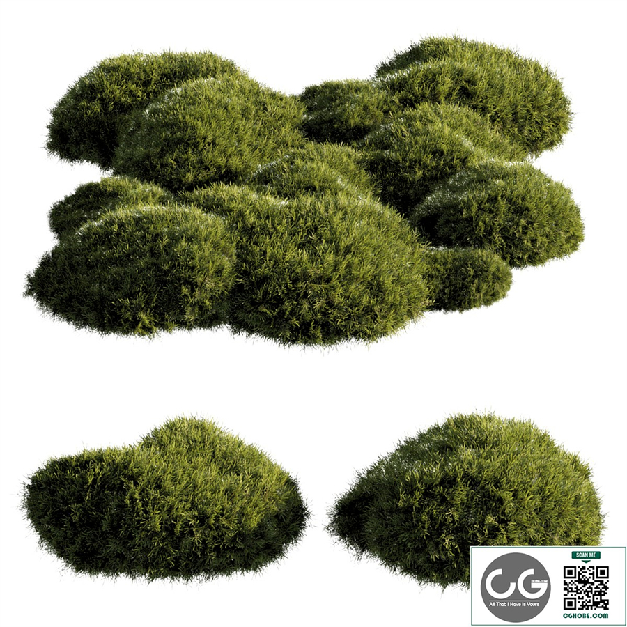 bush outdoor grass 081