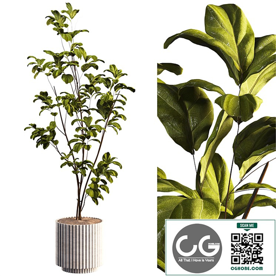 Bonsai Jungle Fiddle Ficus Tree