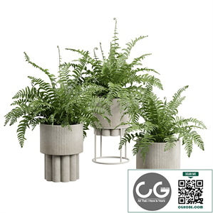 Sword Fern Plant Set 02