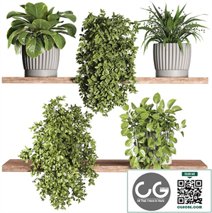  indoor plant set121