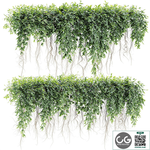 Ivy Plants 32