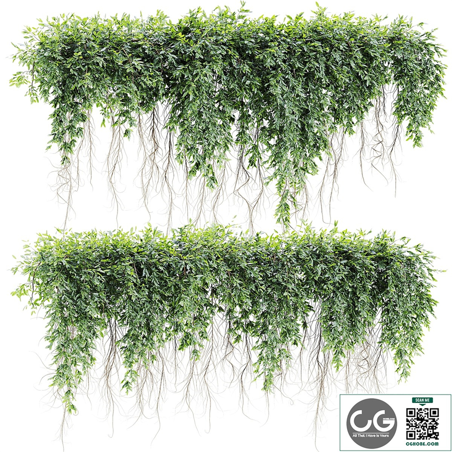 Ivy Plants 32