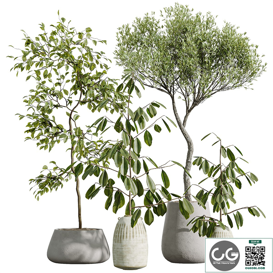AV Indoor Plants Set 263 Japandi Ficus Dracaena Marginata and Mission Olive