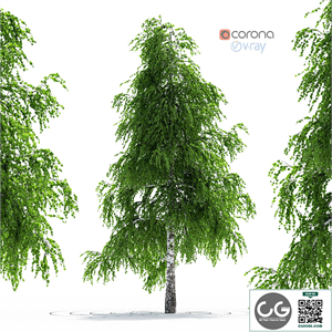 Birch Tree
