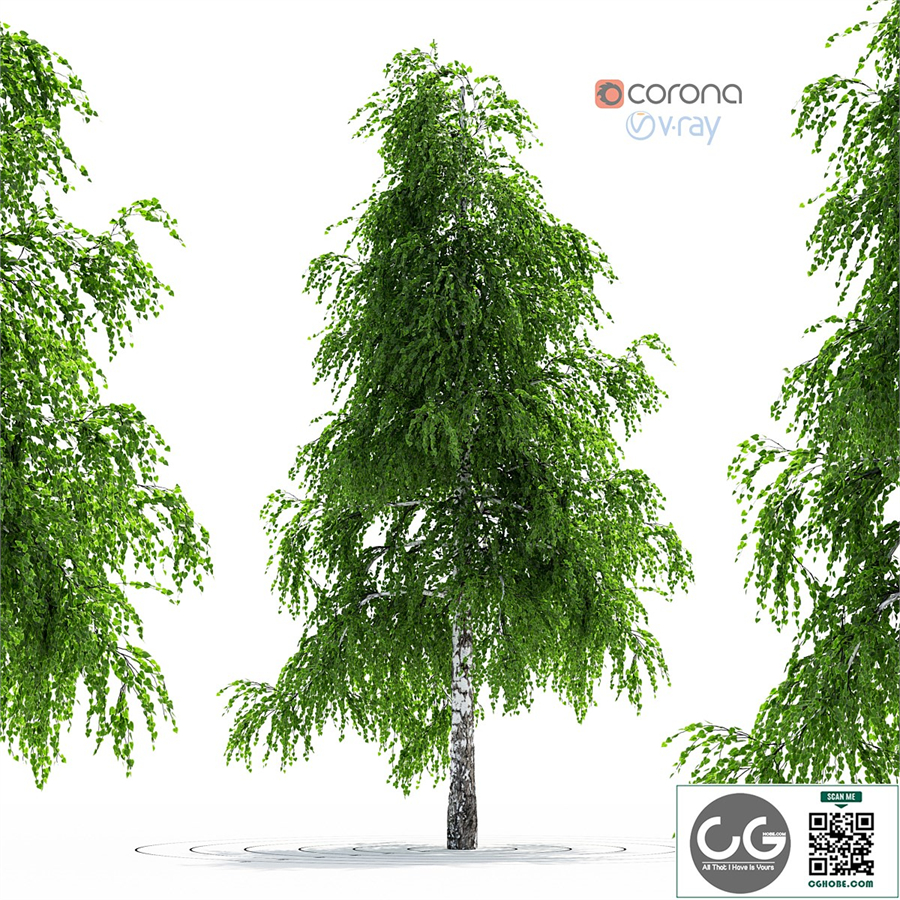 Birch Tree
