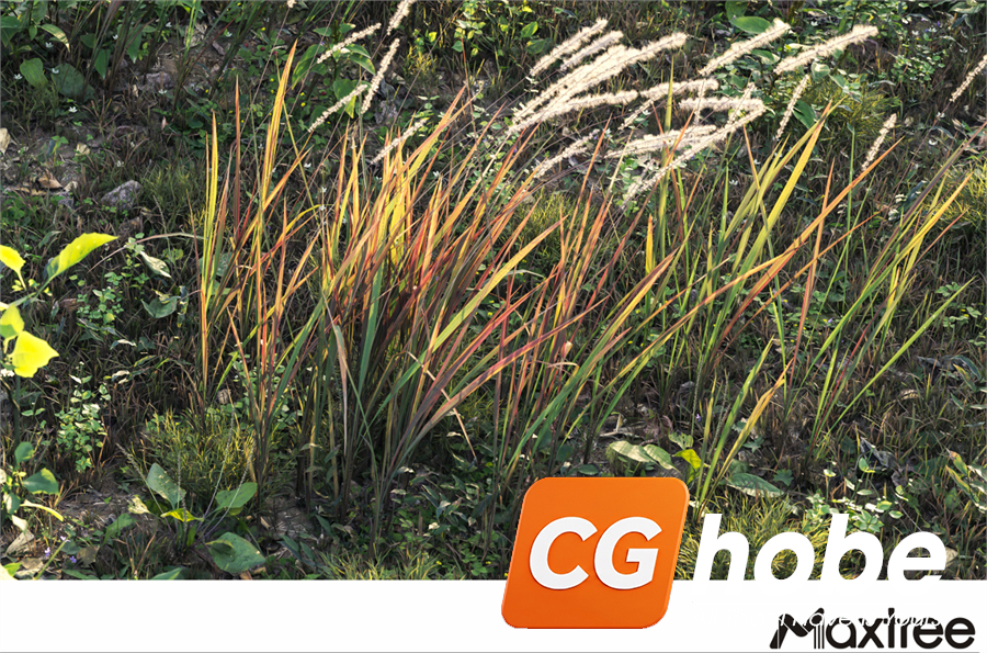 Maxtree - Plant Models Vol.21