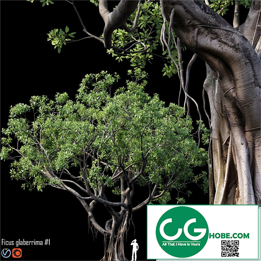 Modern Tree 3D Model