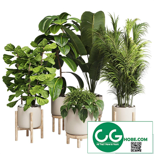 collection Indoor plant