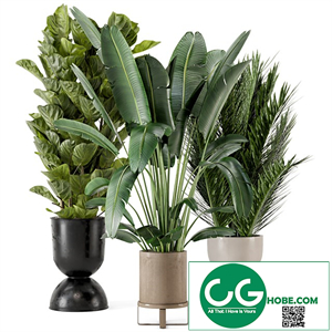 Indoor Plants 