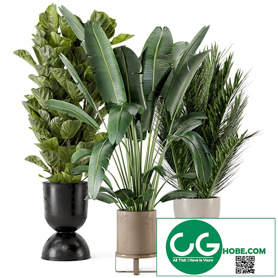 Indoor Plants 
