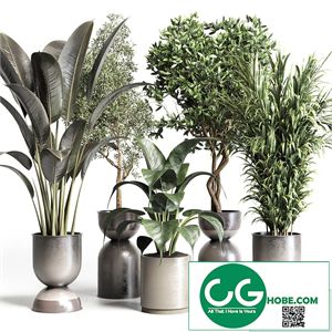 Collection indoor plant