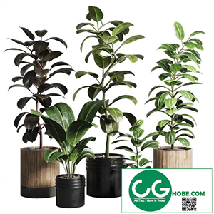 Ficus - Ficus rubbery plant 165