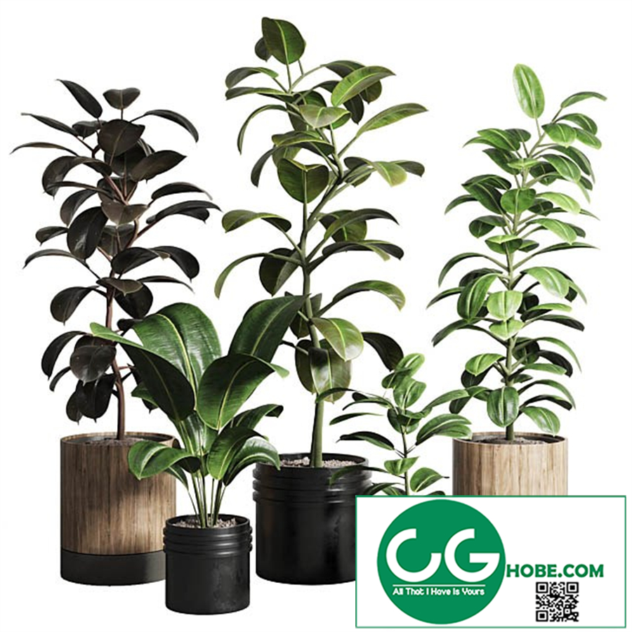 Ficus - Ficus rubbery plant 165