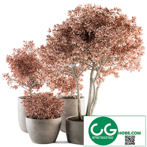 Outdoor Plant Set