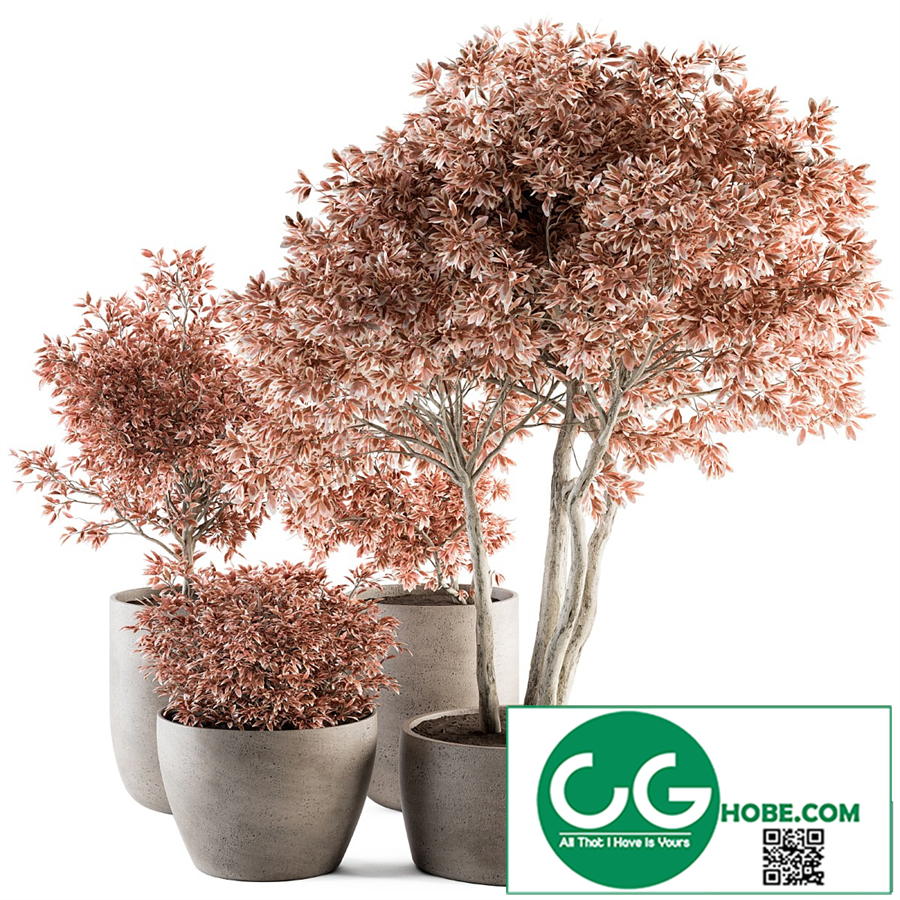Outdoor Plant Set