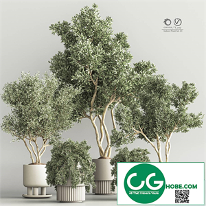 Indoor Plant Set 48