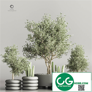 cactus & plant vol 06
