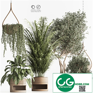 Indoor Plant Set 57