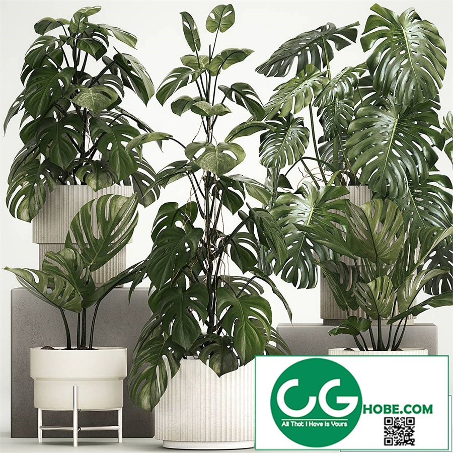 decorative monstera bush