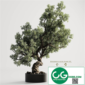 household olive plant 03