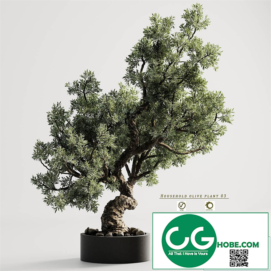household olive plant 03