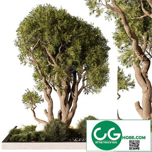 Outdoor Plant 247