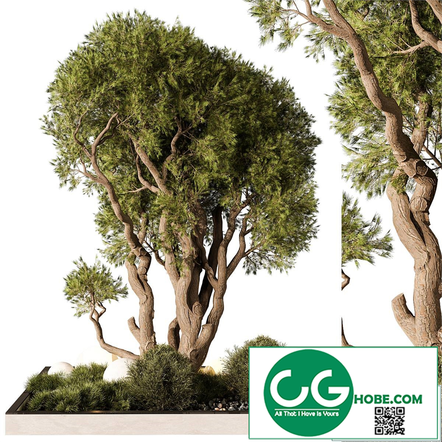 Outdoor Plant 247