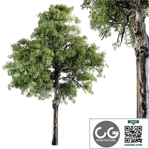 Broadleaf Tree Set 181 PRO $7 Royalty free