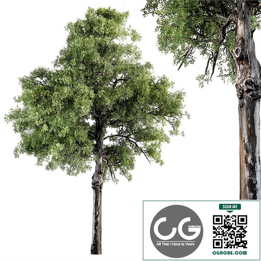 Broadleaf Tree Set 181 PRO $7 Royalty free