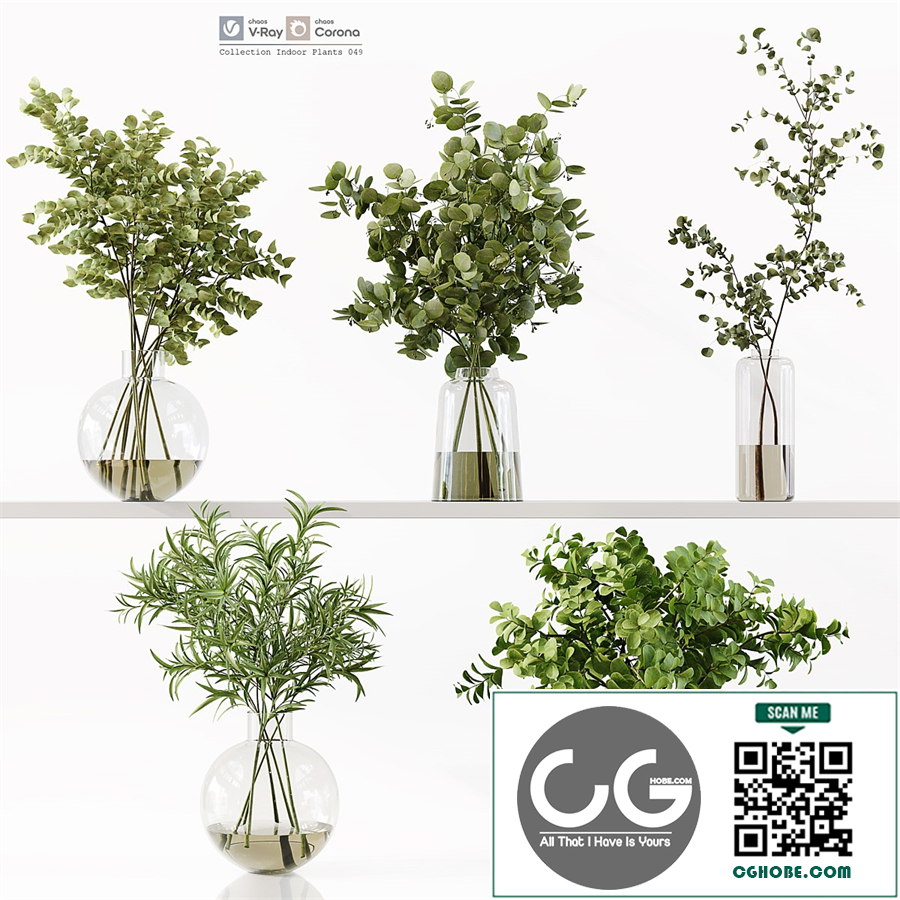 Collection Indoor Plants 049