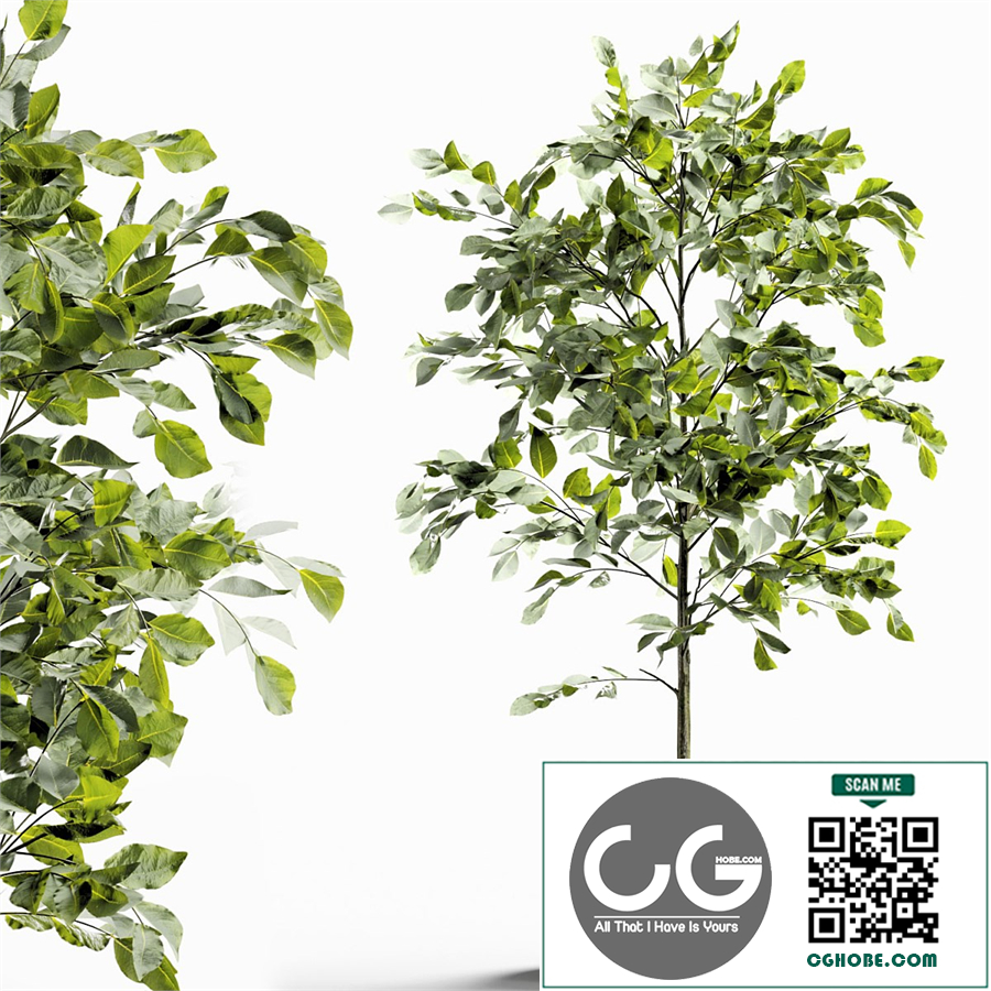 Branches in vases 28