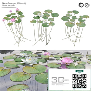 Nymphaeaceae Water Lily
