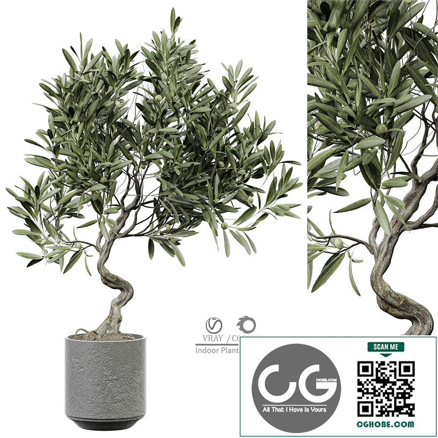 indoor Plant 289