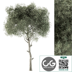 Tree Green Needle 