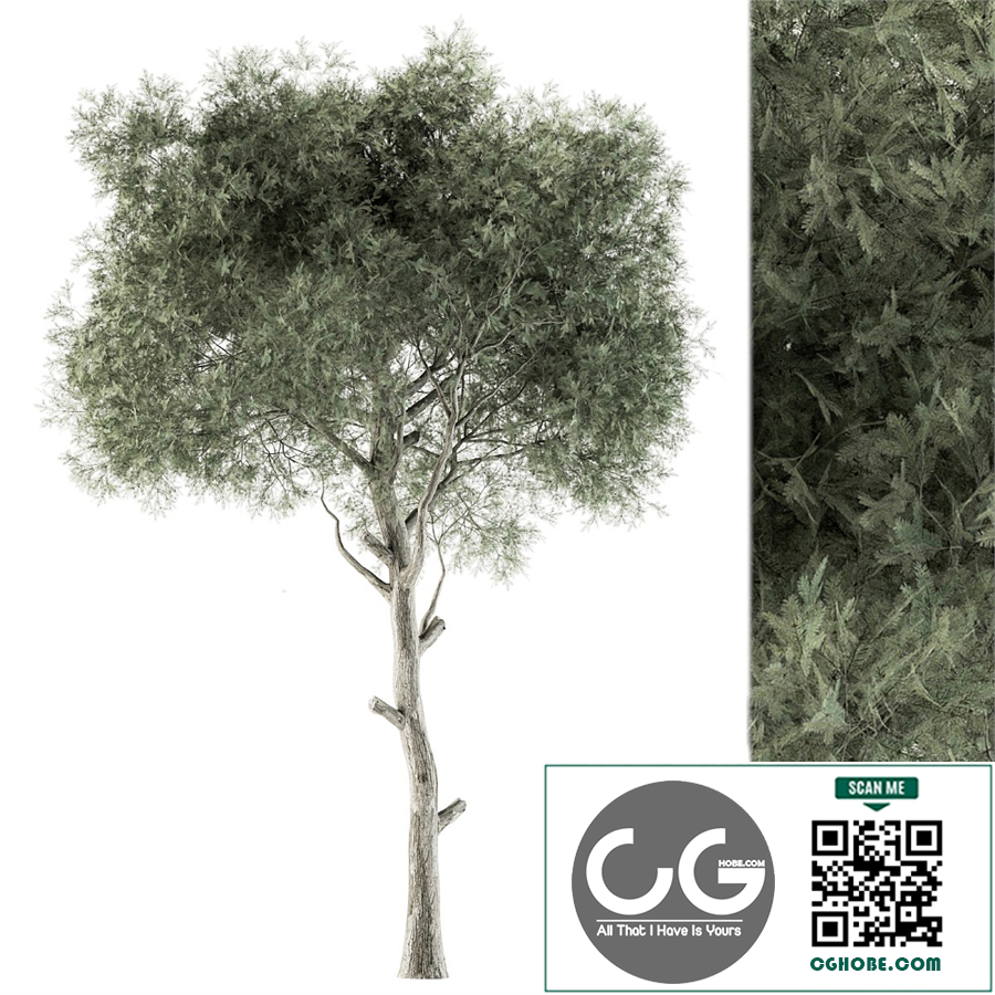 Tree Green Needle 
