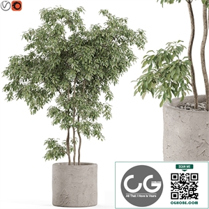 Plants collection 964