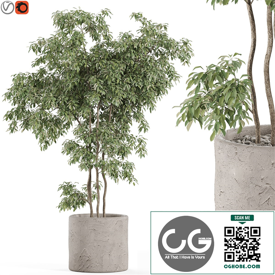 Plants collection 964