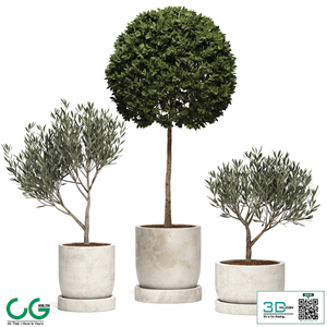 Ramin_Tree_01