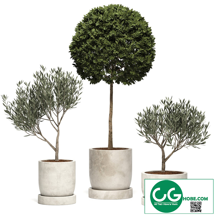 Ramin_Tree_01