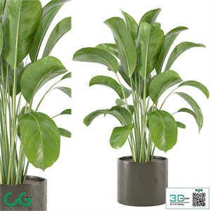 Indoor Plants Collection - Set 455