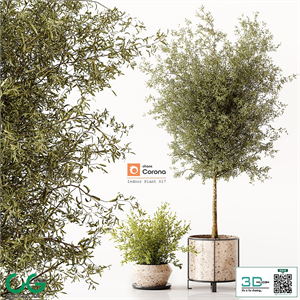 Indoor Plant 017