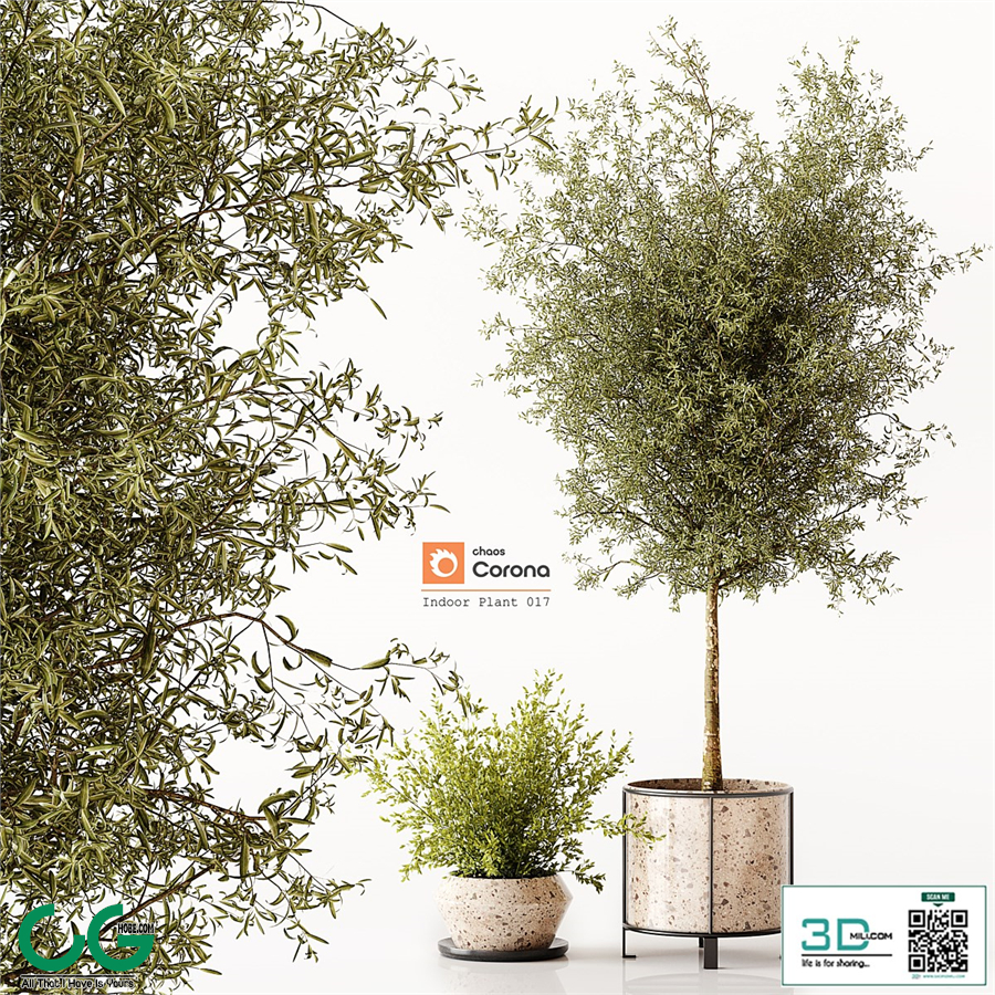 Indoor Plant 017