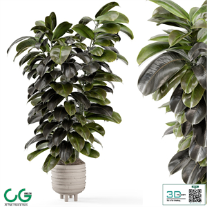 Indoor Plants In Concrete Pots - Set 953