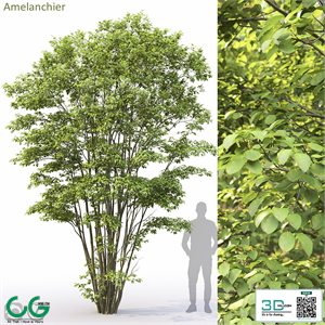 Amelanchier #5