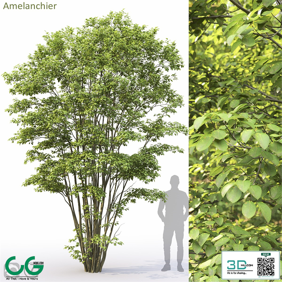 Amelanchier #5