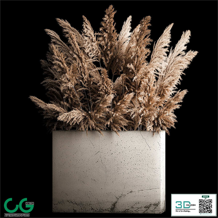 Dried flower bouquet of pampas from dry reeds in a concrete vase of pampas grass, Cortaderia. 268.