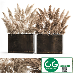 Dried flower bouquet of dried reeds in a rusty metal pot from pampas grass, Cortaderia. 273.