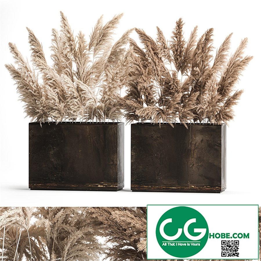 Dried flower bouquet of dried reeds in a rusty metal pot from pampas grass, Cortaderia. 273.