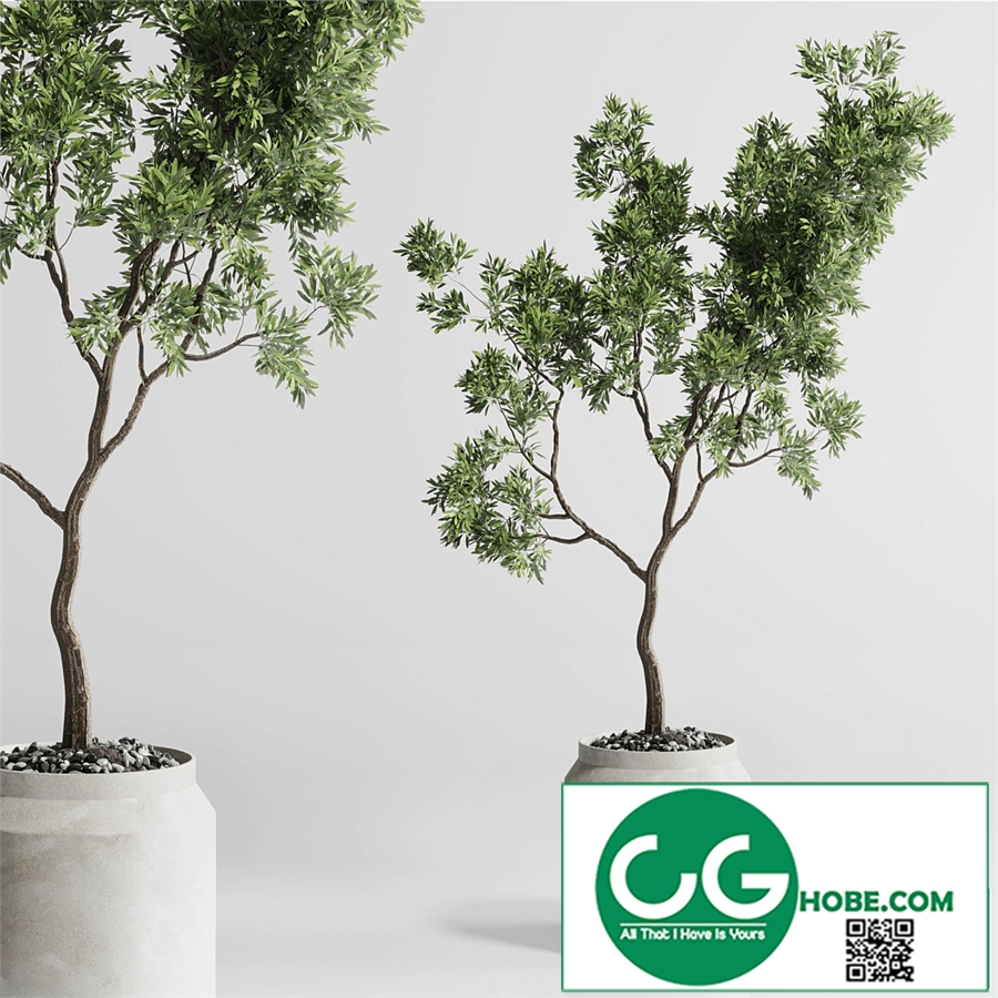 Indoor plant 285 concrete dirt vase plant tree pot
