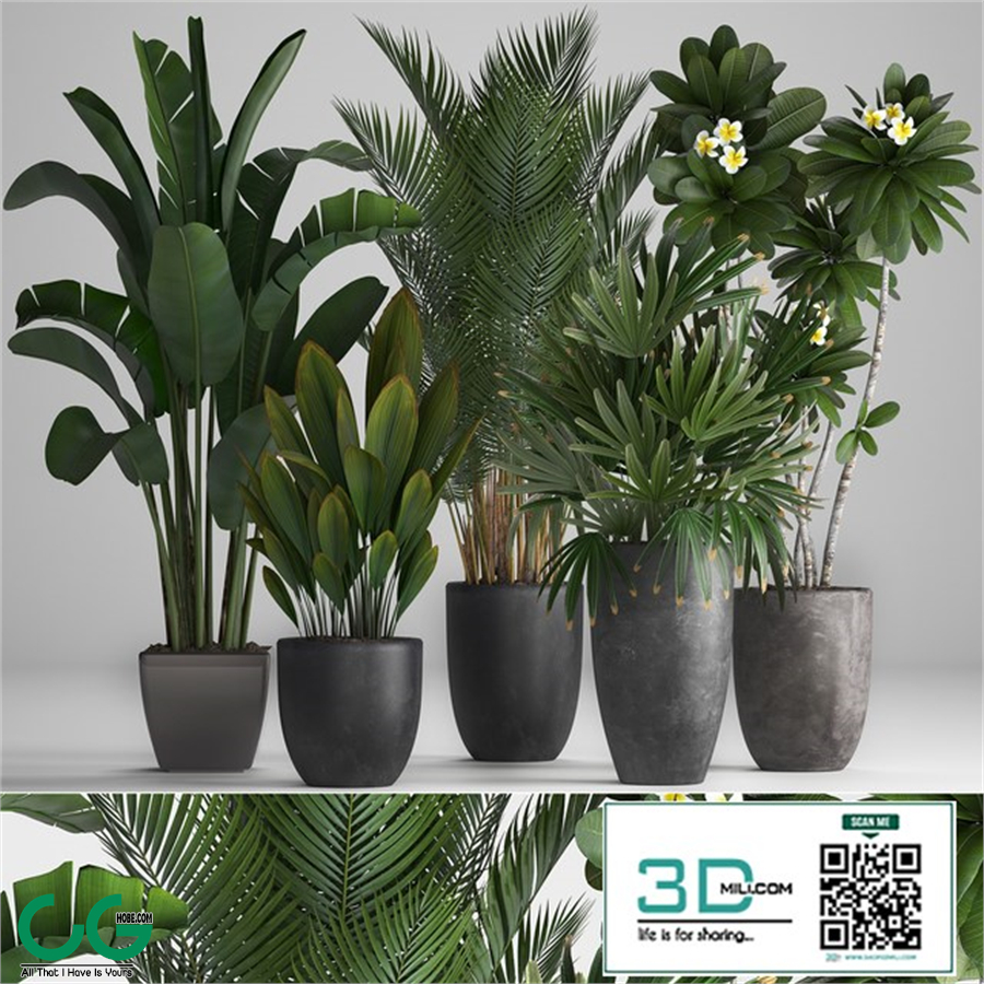 Plant Collection 256